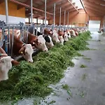 Bauernhof Muehlbichl Gospodarstwo agroturystyczne Söll