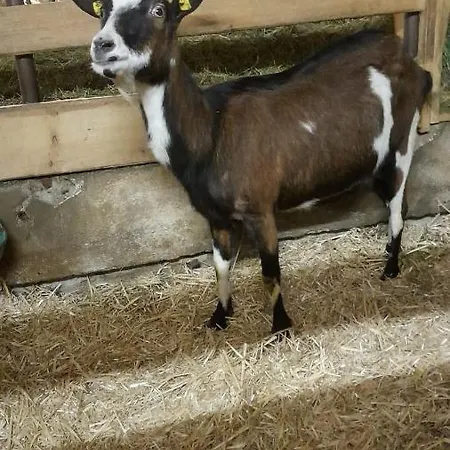 Bauernhof Muehlbichl Söll