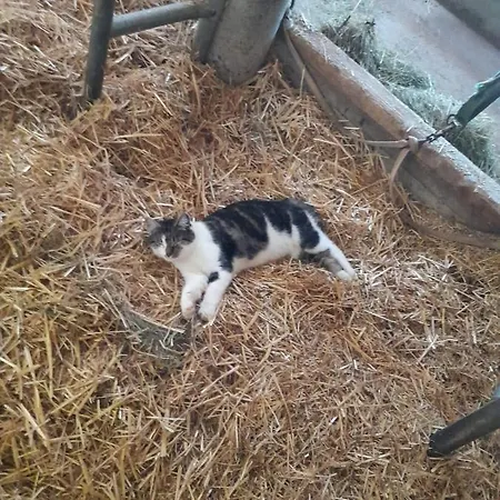 Bauernhof Muehlbichl