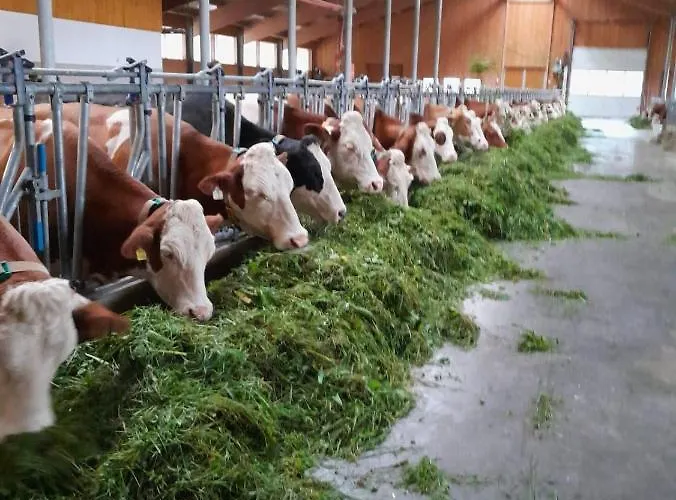 Bauernhof Muehlbichl Çiftlik konaklama Söll